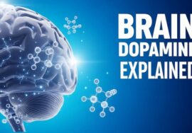 3D human brain with glowing dopamine molecules Brain Dopamine Explained