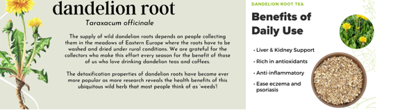 Dandelion Root for Seniors: Research & Safety (Cancer Support?)