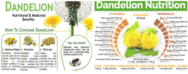 Dandelion Root for Seniors: Research & Safety (Cancer Support?)