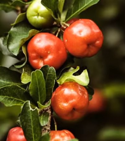 Bright red acerola cherries hanging on a leafy branch