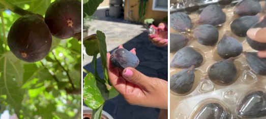 Fresh black mission figs, an easy anti-inflammatory foods choice, on the tree and in a hand