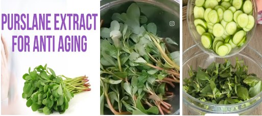 Fresh purslane leaves, a plant source of omega-3 among anti-inflammatory foods