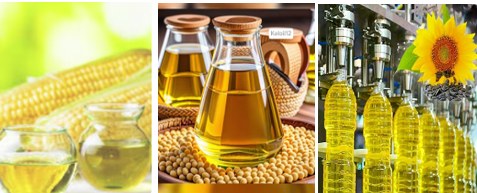 Corn, bottles of cooking oil and sunflower oil