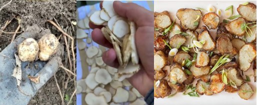Raw, sliced and roasted sunchokes, a fiber-rich addition to anti-inflammatory foods