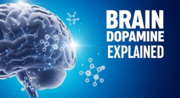 3D human brain with glowing dopamine molecules Brain Dopamine Explained
