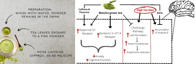 7 daily matcha benefits for older adults - illustration 2