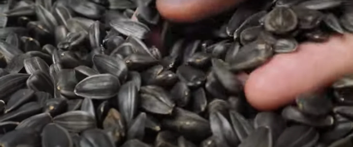 Sunflower seeds vitamin E skin