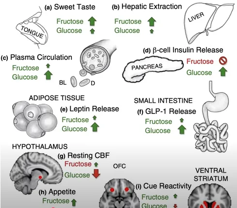 best ways to stop sugar cravings - illustration 2