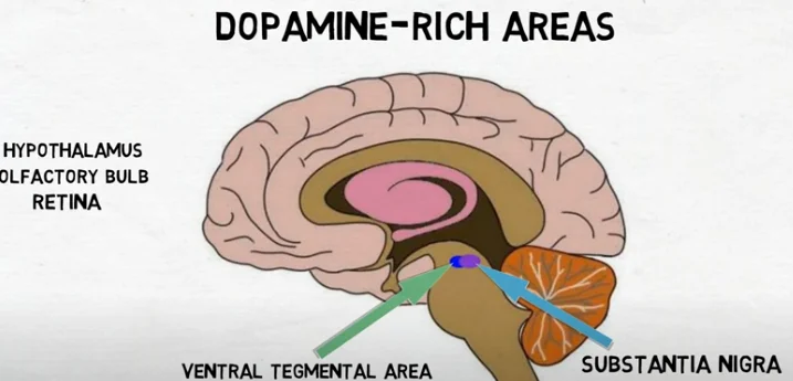 brain dopamine - illustration 1