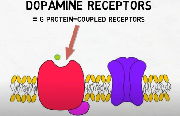 brain dopamine - illustration 2