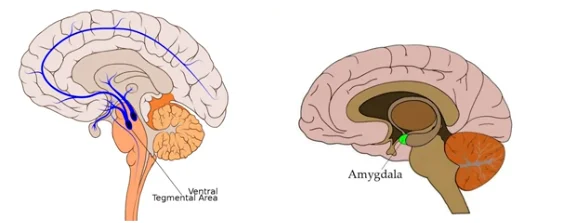 brain dopamine - illustration 4