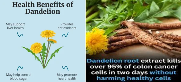 dandelion root for seniors - illustration 1
