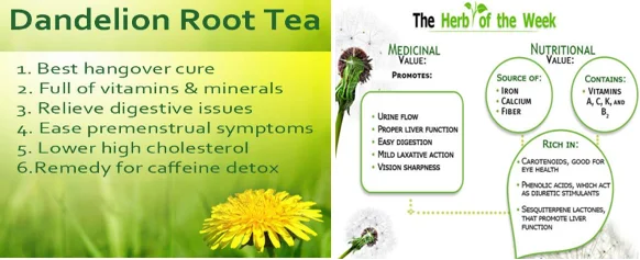 dandelion root for seniors - illustration 3