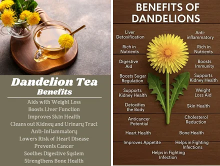 dandelion root for seniors - illustration 4