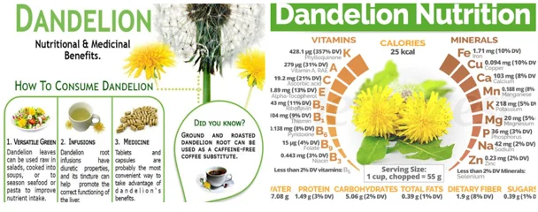 dandelion root for seniors - illustration 5