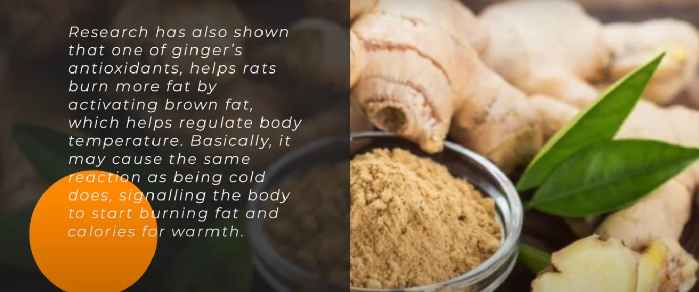 Ginger for weight loss and fat burning