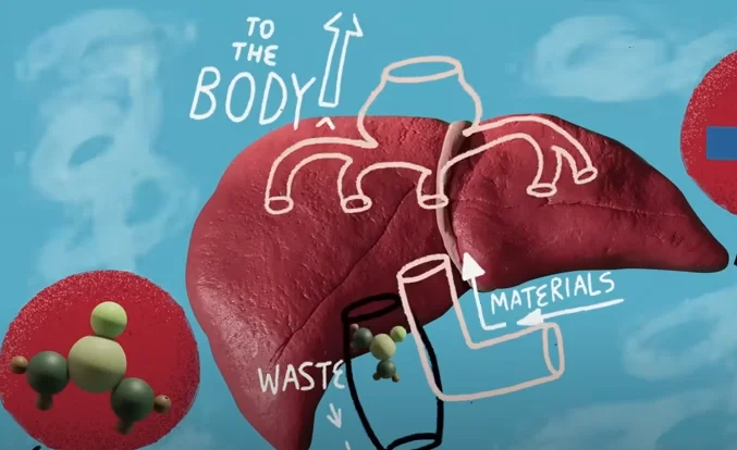 how to fix gut health - illustration 11