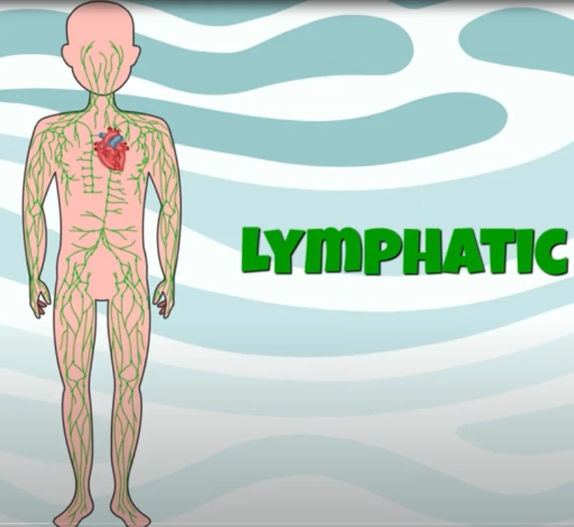 how to naturally detox lymphatic system - illustration 1