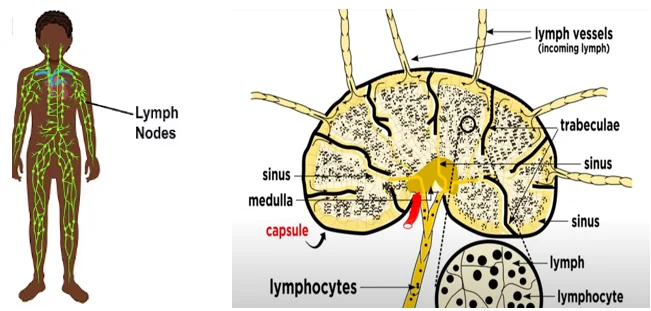 how to naturally detox lymphatic system - illustration 3