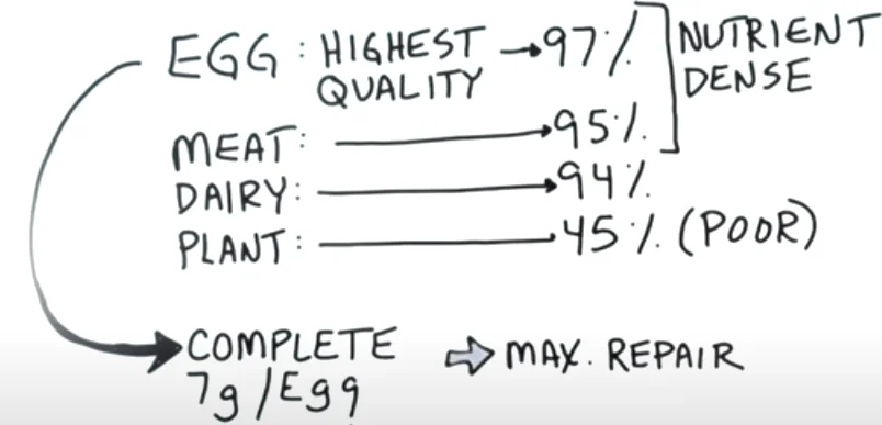 Low-Calorie Proteins for Weight Loss