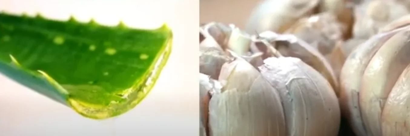 Aloe vera and garlic for kidney detoxification support