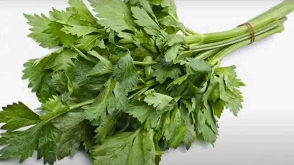 Parsley herb for kidney detoxification and health support