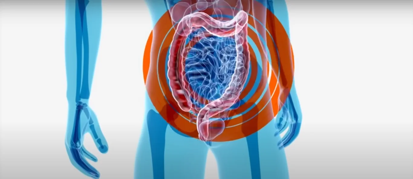 Gut-brain axis and testosterone