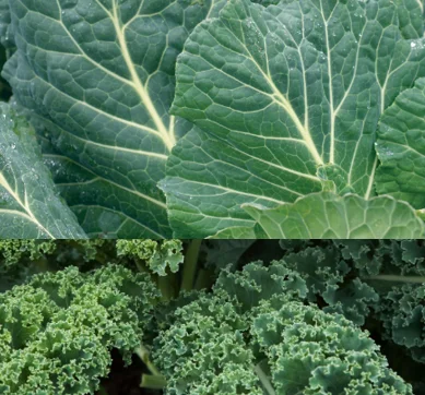 Kale lutein eye health