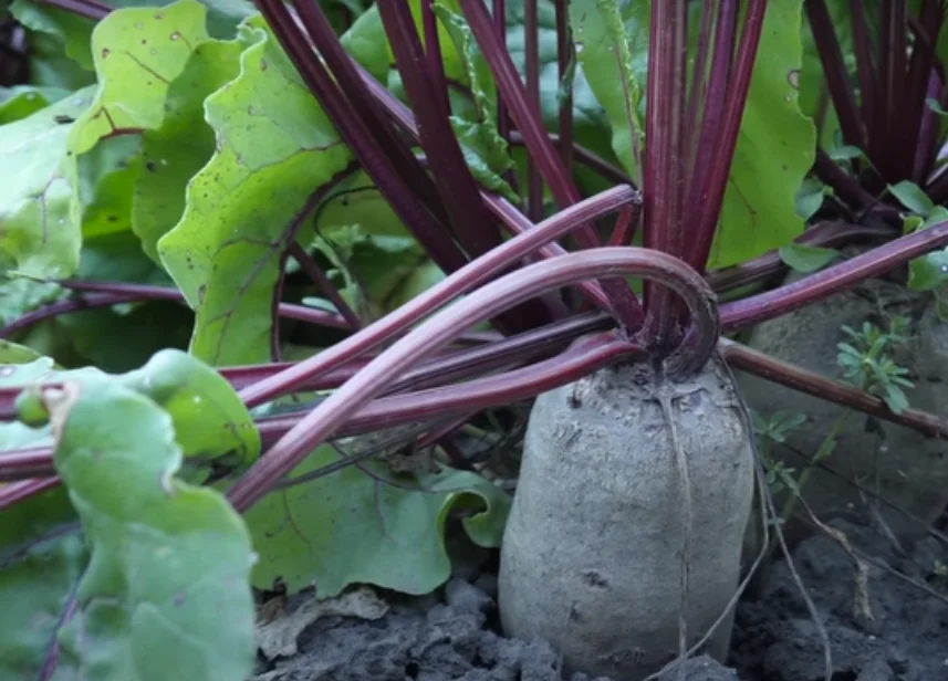red beet root benefits - illustration 1