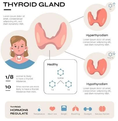 Thyroid gland anatomy and its role in regulating metabolism and hormones