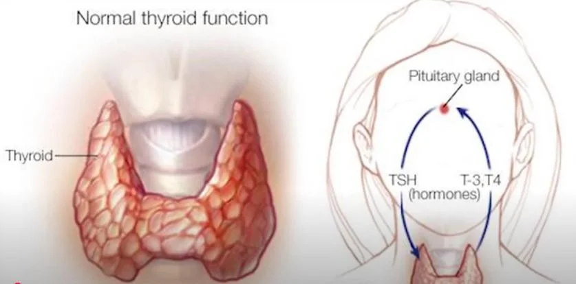 Understanding thyroid issues and hyperthyroidism symptoms in adults