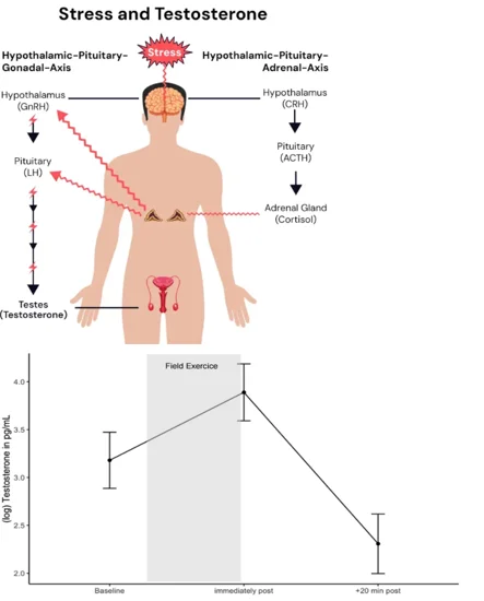 Cortisol stress hormone