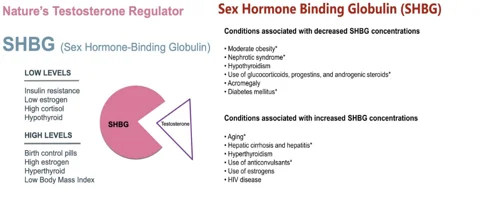 SHBG lab test