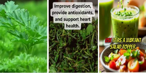 the most nutritious herbs - illustration 2