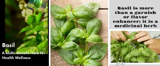 the most nutritious herbs - illustration 4