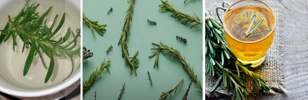 the most nutritious herbs - illustration 5