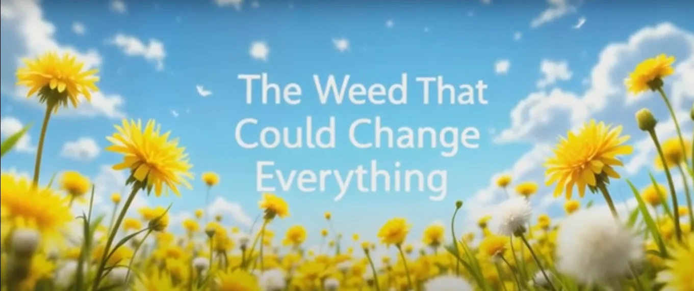 dandelion cancer cure - illustration 1