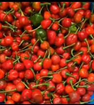 Chili peppers capsaicin healing spice