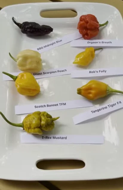 Spicy chili peppers metabolism decongestant