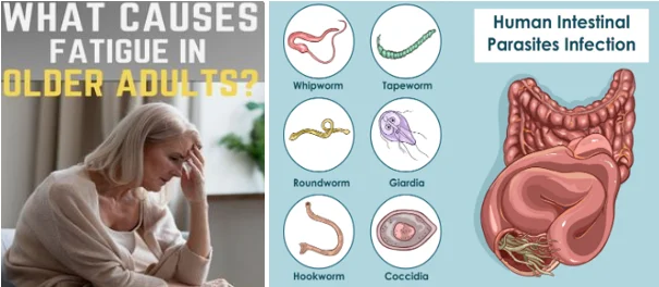 unexplained fatigue in older adults parasites - illustration 1