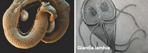 unexplained fatigue in older adults parasites - illustration 6