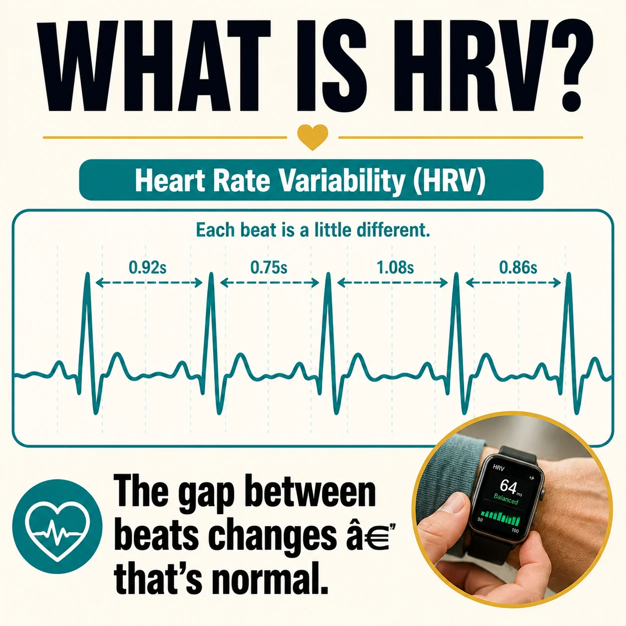 What HRV measures: the changing gap between heartbeats