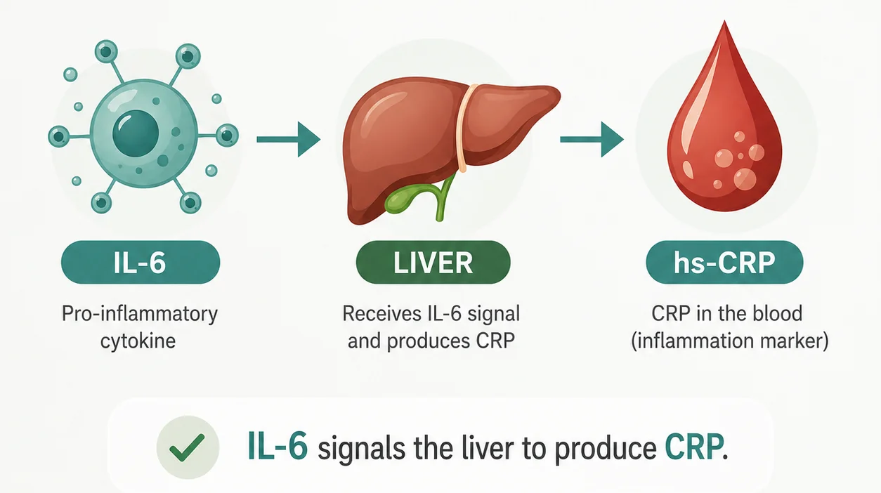 Diagram showing how IL-6 signals the liver to produce hs-CRP